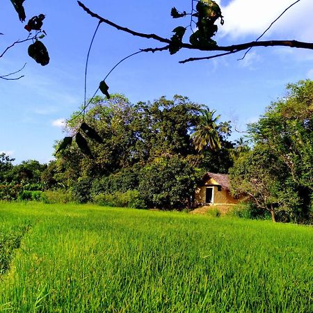 Raintree Βίλα Dambulla Εξωτερικό φωτογραφία