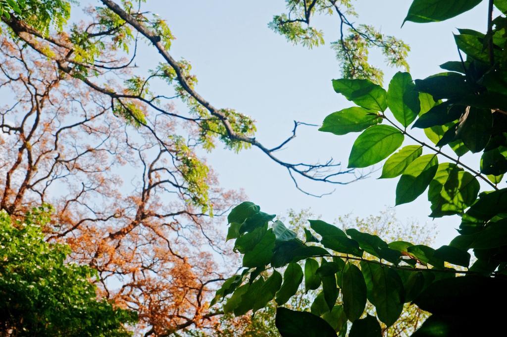 Raintree Βίλα Dambulla Εξωτερικό φωτογραφία