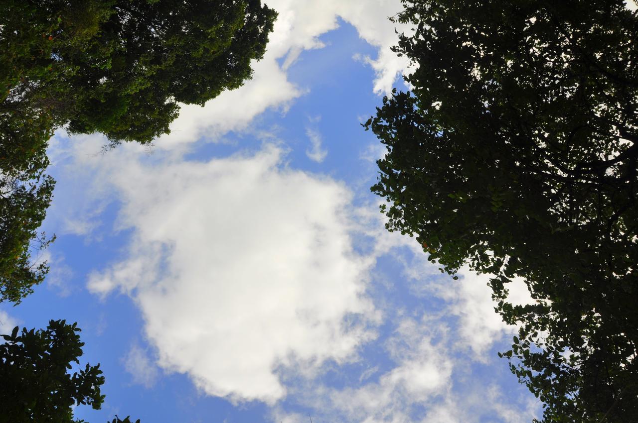 Raintree Βίλα Dambulla Εξωτερικό φωτογραφία