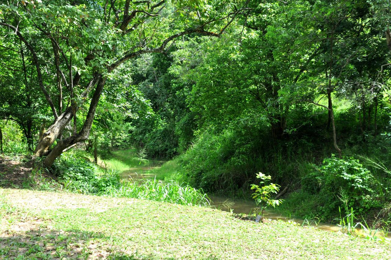 Raintree Βίλα Dambulla Εξωτερικό φωτογραφία