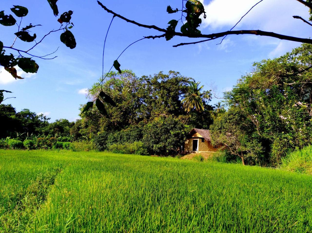 Raintree Βίλα Dambulla Εξωτερικό φωτογραφία